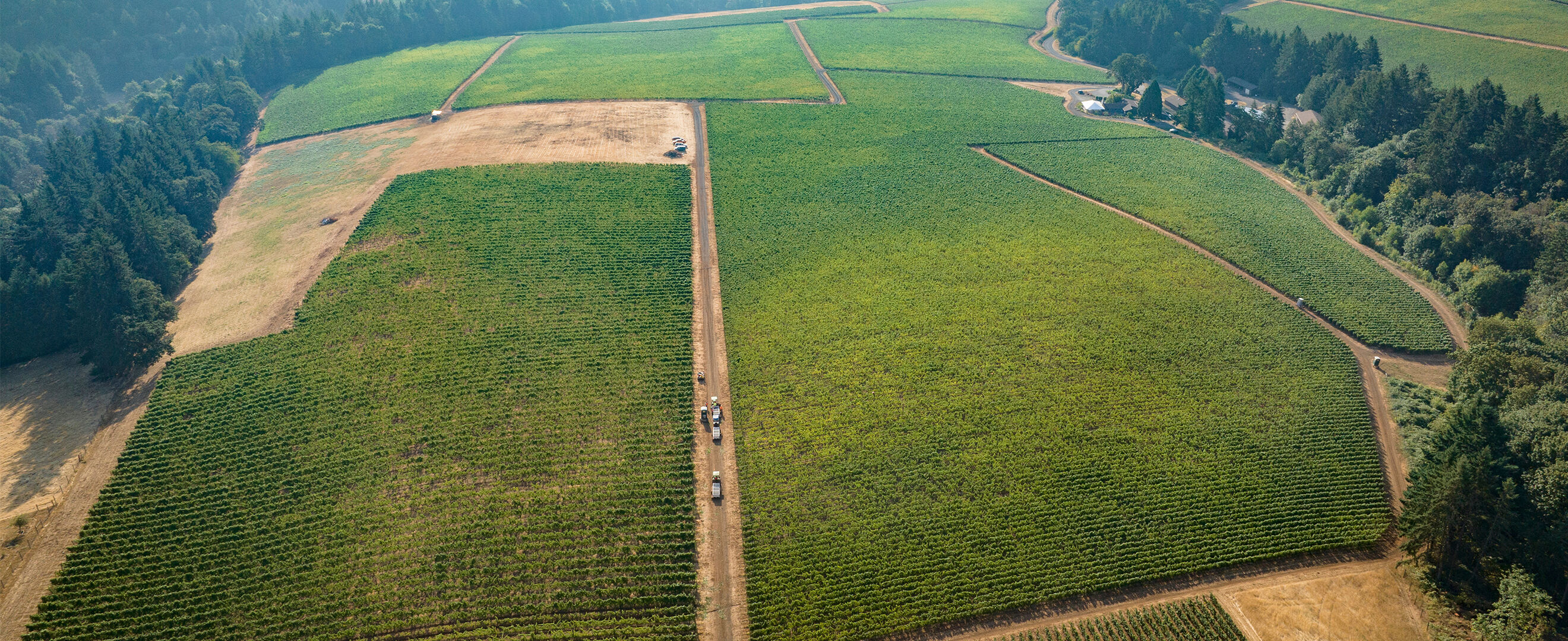 Knudsen Vineyard